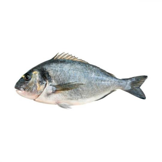 Taze Balık Çipura (Kg)